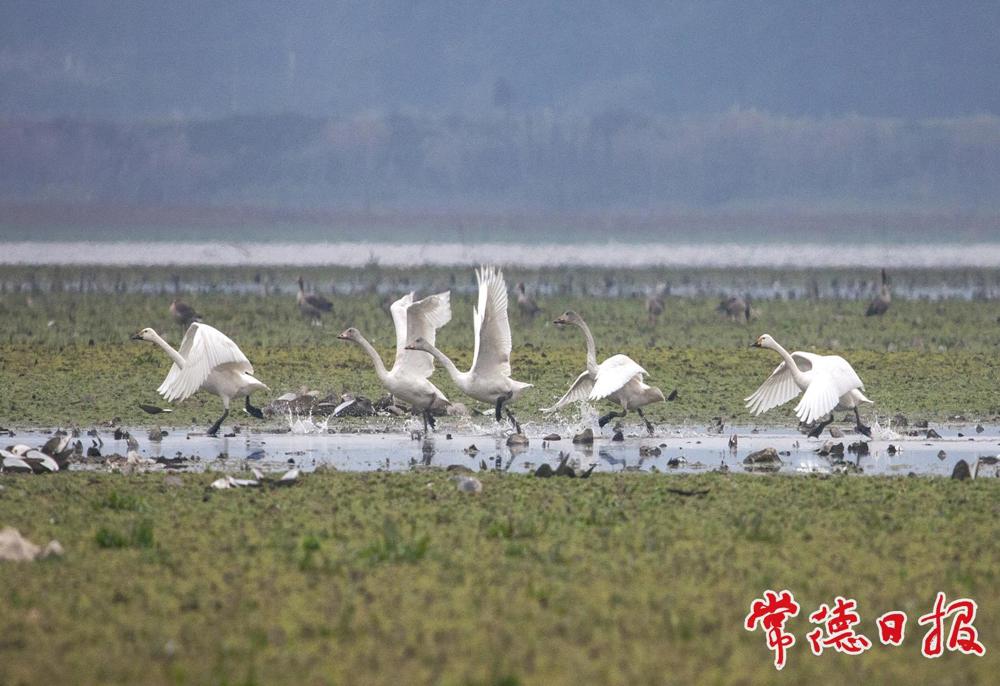小天鹅(摄于汉寿县) 小天鹅(摄于汉寿县)