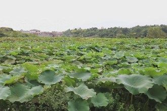 临澧太浮镇王化村：莲藕