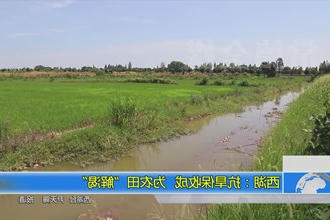 西湖：抗旱保收成 为农田