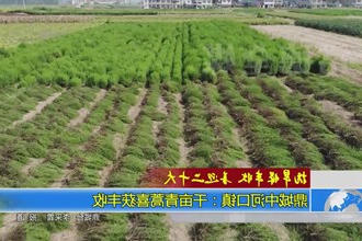 鼎城中河口镇：千亩青蒿丰收 叶叶均归仓