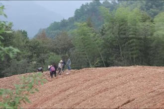 桃源汤田界村：黄精种植促增收 乡村振兴添良方