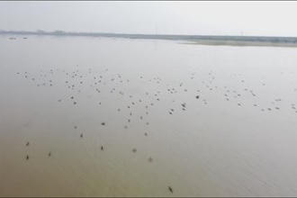 汉寿：西洞庭湖湿地迎来首批冬候鸟