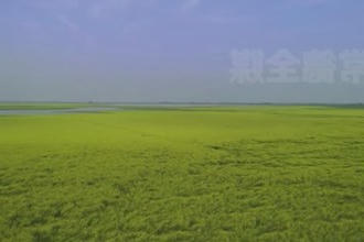 汉寿西洞庭湖：恢复退化湿地11.3万亩