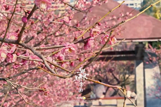 【最美常德】花花世界 梅好生活