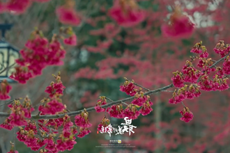 【最美常德】花花世界 飒爽樱姿