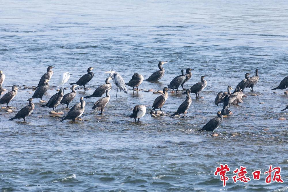 苍鹭、白鹭、鸬鹚(摄于桃源县) 苍鹭、白鹭、鸬鹚(摄于桃源县)