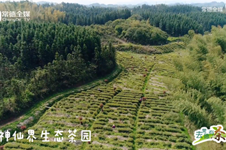 茶中大