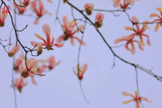 【赏花地图】
