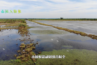 逐绿大湖西