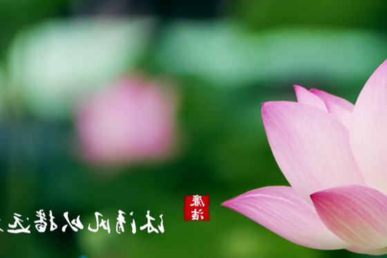 沐清风以播远方·滨湖荷花 | 清廉常德公益广告
