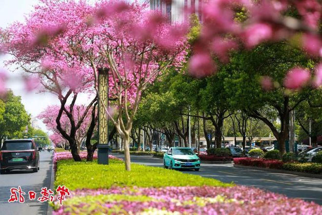 【组图】常德：柳叶大道