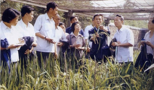市级：三系杂交水稻育种及园中繁殖技术工艺