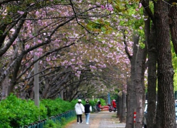 【摄影报道】久雨终放晴 屈原公园晚樱烂漫引市民