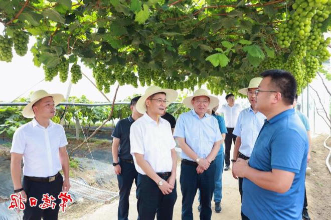 曹志强带队调研督导乡村振兴和粮食生产 夯实粮食安全底线 全面推进乡村振兴