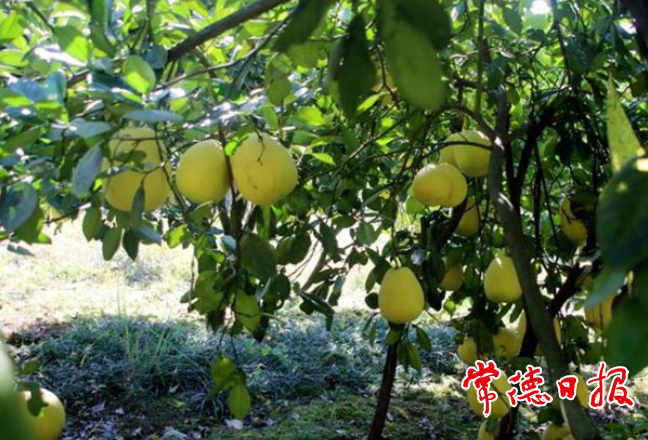 【经济】澧县金罗镇大力发展桔柚产业