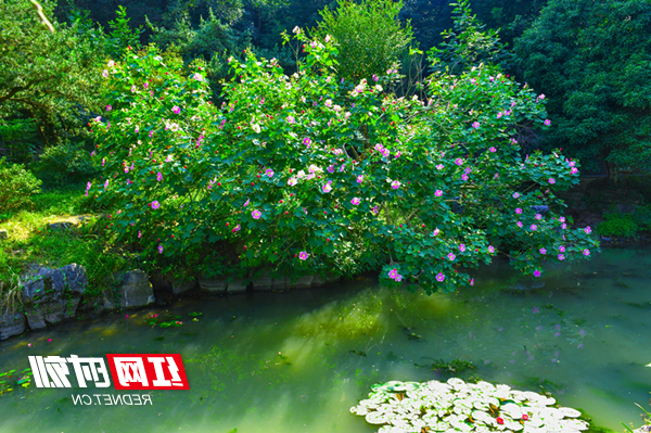 图片8_副本.png
