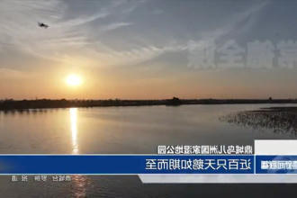 鼎城鸟儿洲国家湿地公园：近百只天鹅如期而至