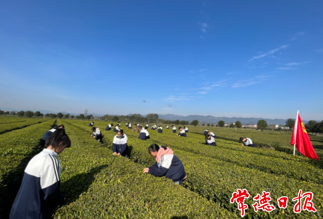 【社会】​茶乡学子的茶艺课