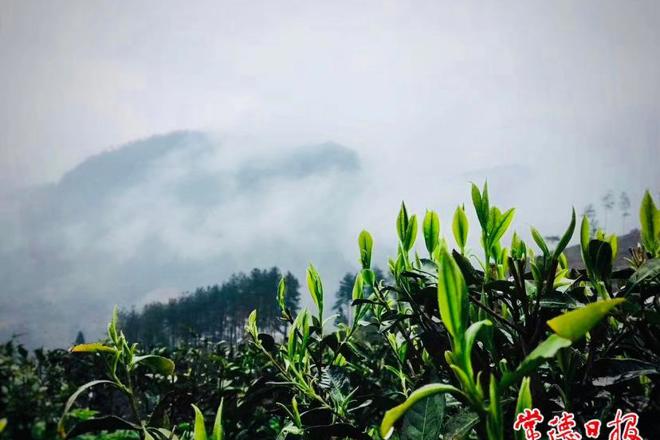 【社会】高山云雾出好茶