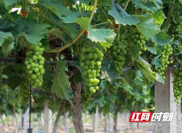 澧县葡萄熟了，共享甜蜜果，云游葡萄园