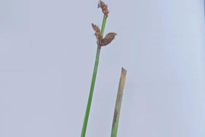 【生态】西洞庭湖保护区新添7种植物新记录物种