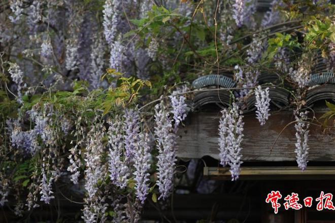 【社会】澳门新葡新京在线紫藤花期过半，错过就要明年再约了！