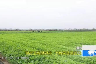 武陵：红白菜苔采摘忙 市场热销正当鲜