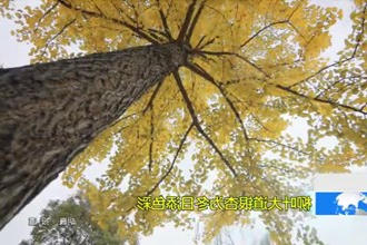 柳叶大道银杏为冬日添色彩