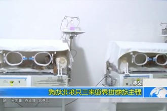 汉寿：野生动物世界迎来三只东北幼虎