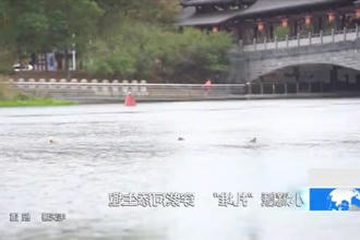 小鷿鷈