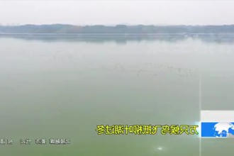 万只候鸟飞抵柳叶湖过冬