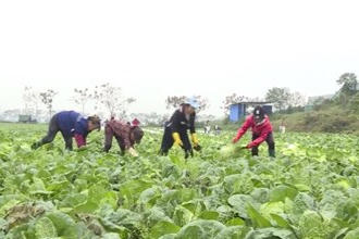 汉寿：10余万亩大白菜上市 保障市民