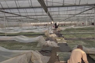 临澧：育苗工场吐新绿 烟农复工干劲足