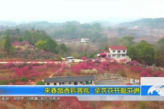 桃源：梅花盛开芬芳至 游客寻香踏春来
