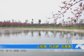 安乡：春意浓 梅花开 醉游人