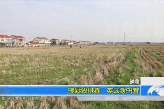 鼎城：管护紫云英 春耕做绿肥