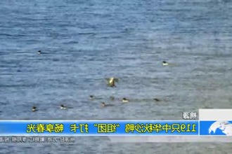 桃源：119只中华秋沙鸭