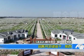 西湖：千亩梨花开满园