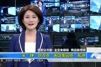 桃源：茶园美如画 茶农抢