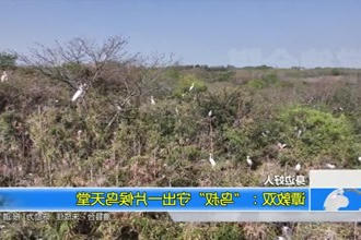 谭敦双：