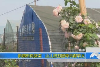 临澧：太浮镇月季园还田上山 实现良田粮用