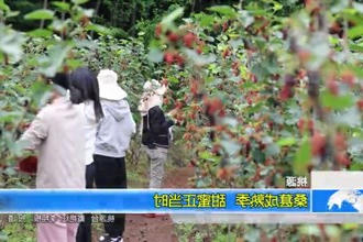 桃源：桑葚成熟季 甜蜜正当时