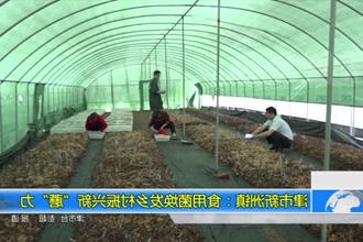 津市新洲镇：食用菌焕发乡村振兴新
