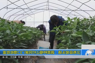 汉寿县坡头镇：蔬菜种植让村民家门口增收致富