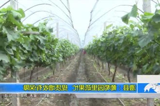澧县：葡萄园里疏果忙 提质增收有保障