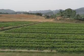 临澧彭家河村：夏采青柑秋摘果 精品果园一树多收