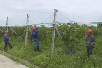 武陵区坪湖村：多措并举 水果产量提质增效