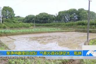 桃源：太空稻谷首次落户 试验田里播种希望