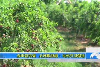 武陵区丹洲乡：脆桃满枝头 果农迎丰收