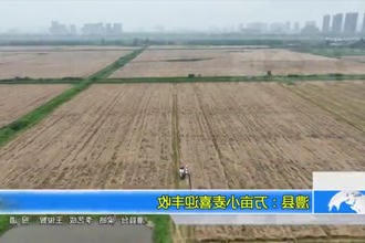 澧县：万亩小麦喜迎丰收